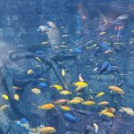 أكواريا بوكيت