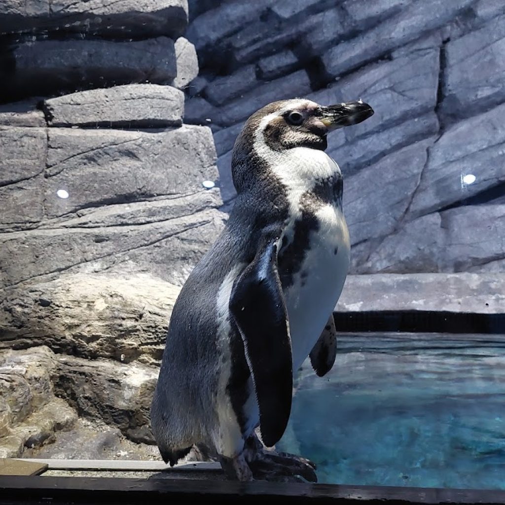 أكواريا بوكيت ١