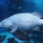 أكواريا بوكيت ٤