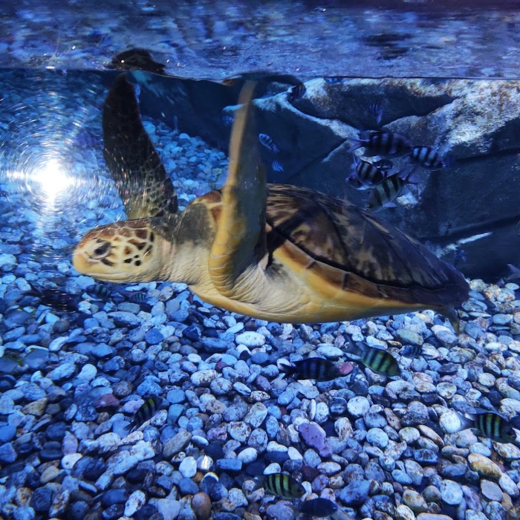 أكواريا بوكيت ٥