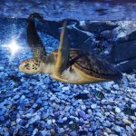 أكواريا بوكيت ٥