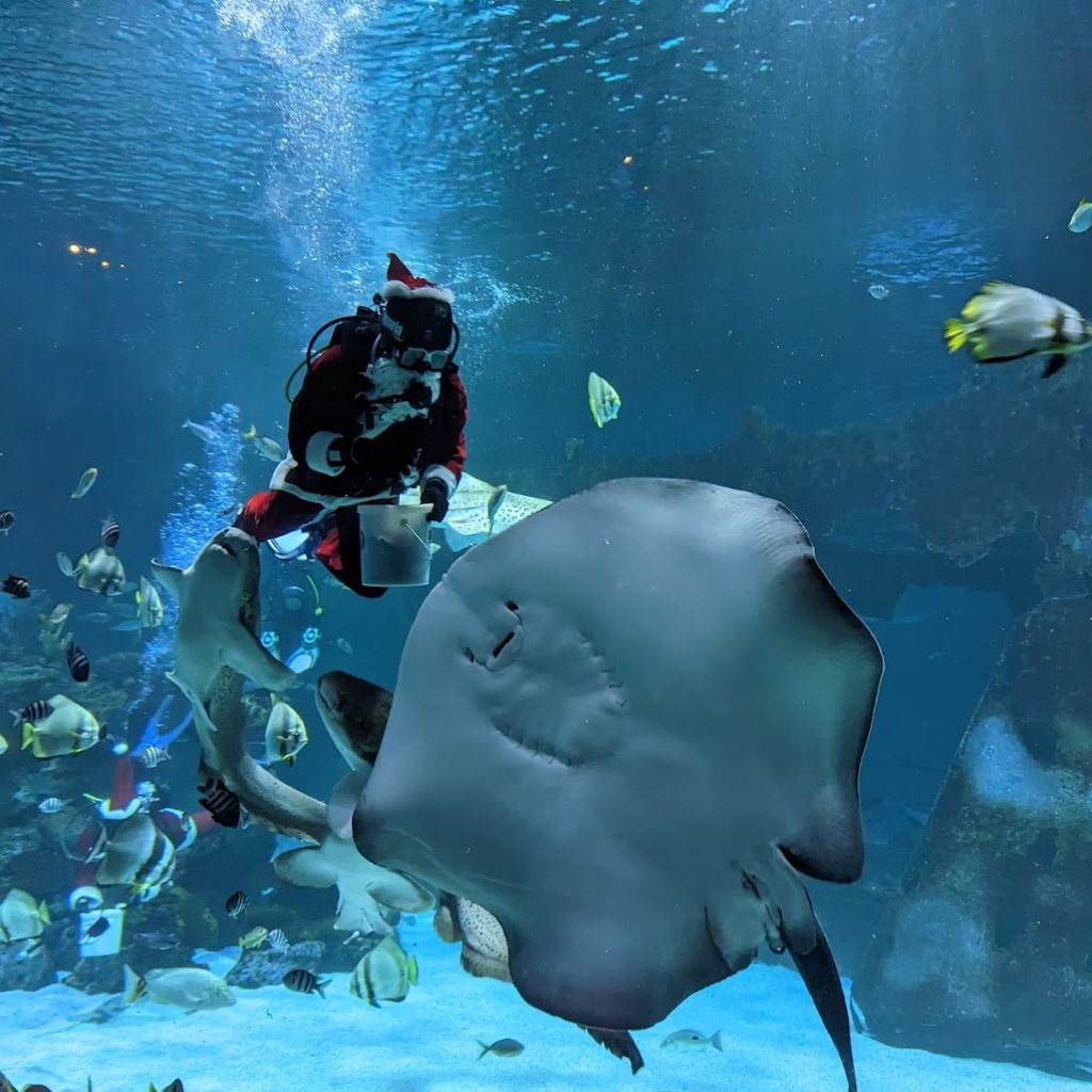 أكواريا بوكيت ٦