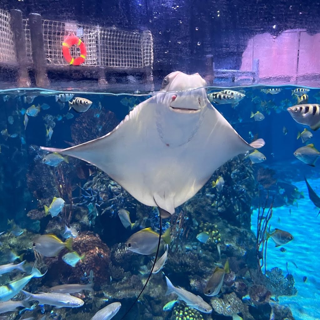 أكواريا بوكيت ٧