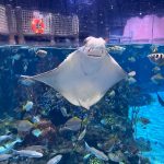 أكواريا بوكيت ٧