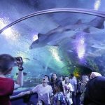 أكواريا كيه إل سي سي