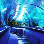 أكواريا كيه إل سي سي