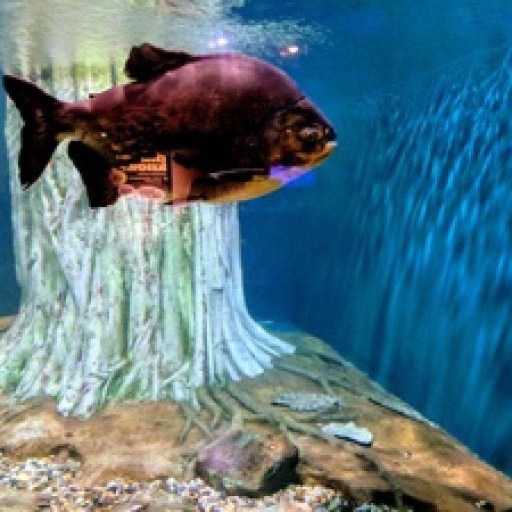 أكواريا كيه إل سي سي