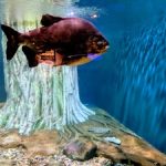 أكواريا كيه إل سي سي