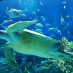 أكواريا كيه إل سي سي