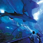 أكواريا كيه إل سي سي