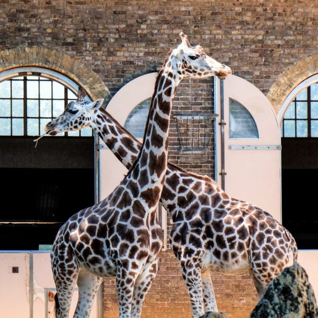 أهم حدائق الحيوان والاكواريوم في مدينة لندن