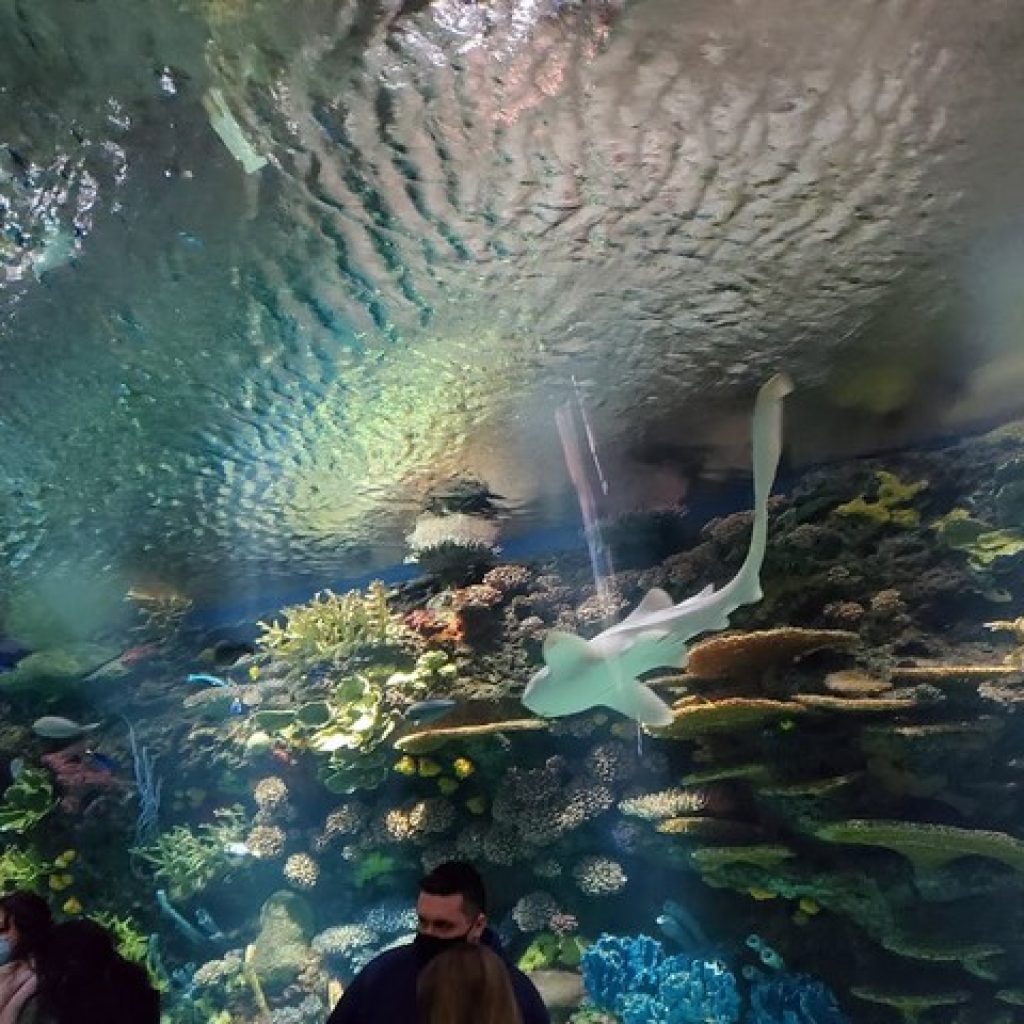 أهم منتزهات الاكواريوم في مدينة نيويورك