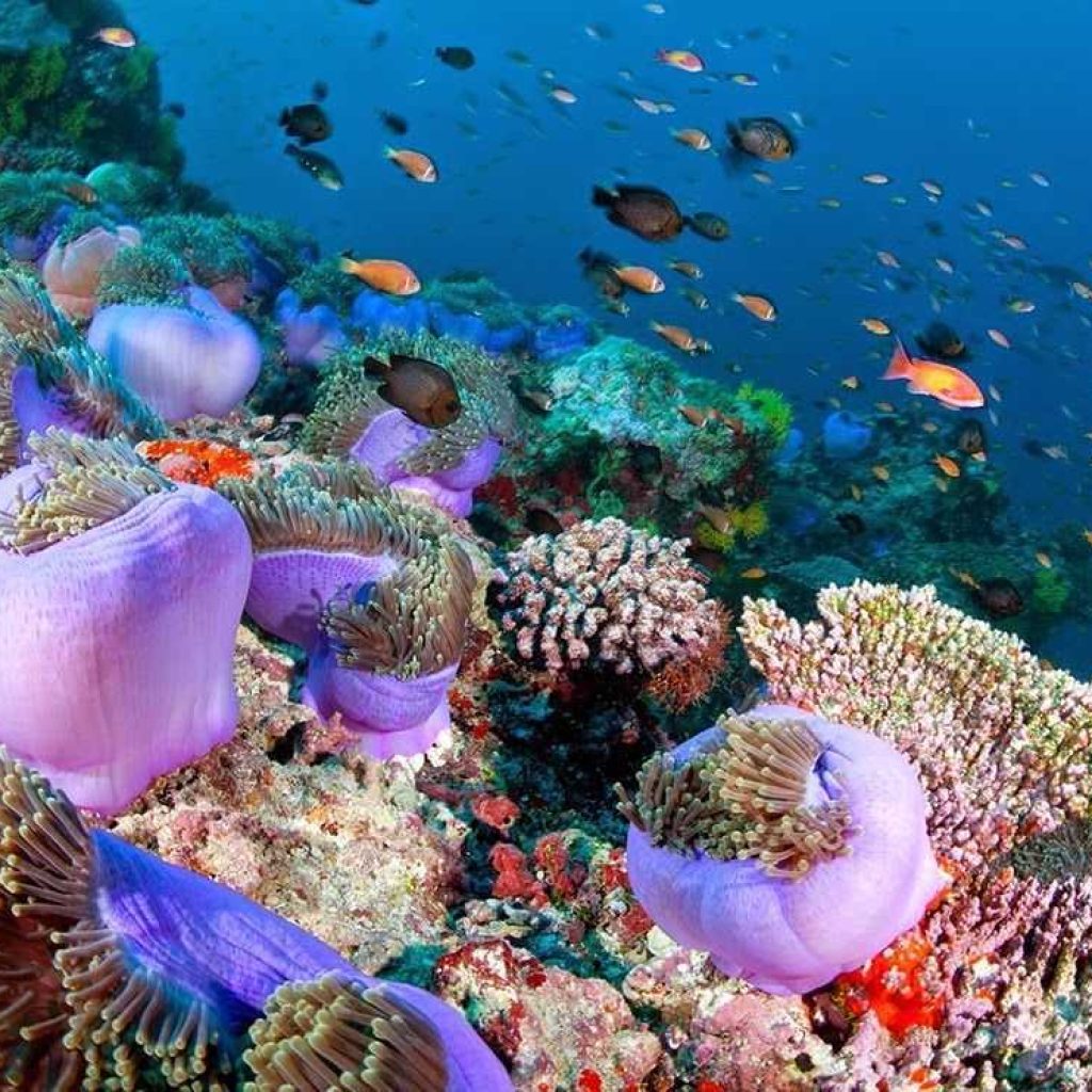 اتش بي رييف