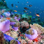 اتش بي رييف