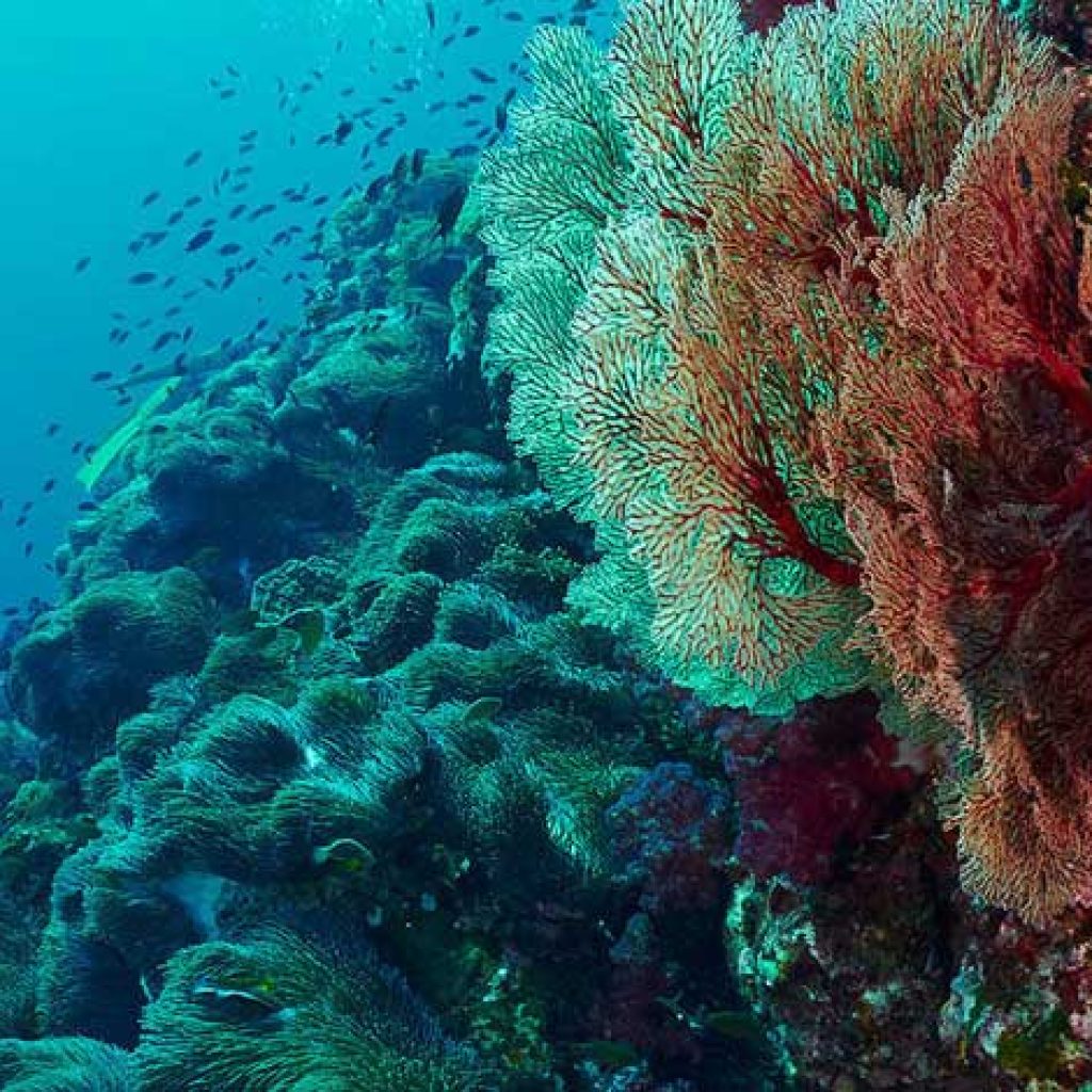 اتش بي رييف