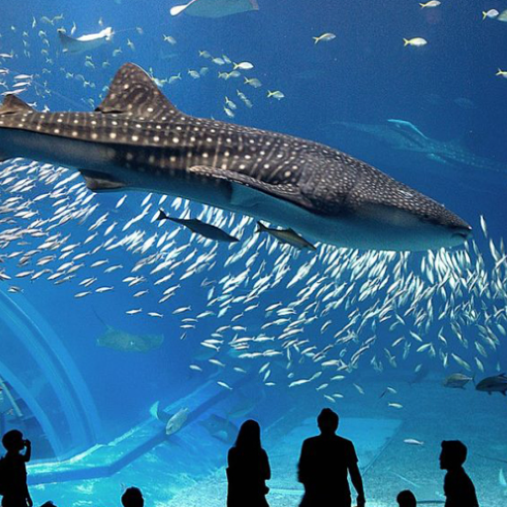 أهم الاكواريوم في جزيرة فوكيت