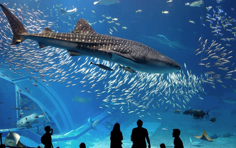 أهم الاكواريوم في جزيرة فوكيت