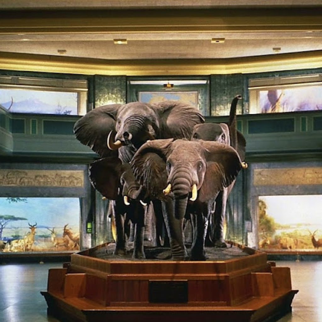 المتحف الأمريكي للتاريخ الطبيعي