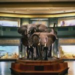 المتحف الأمريكي للتاريخ الطبيعي ١