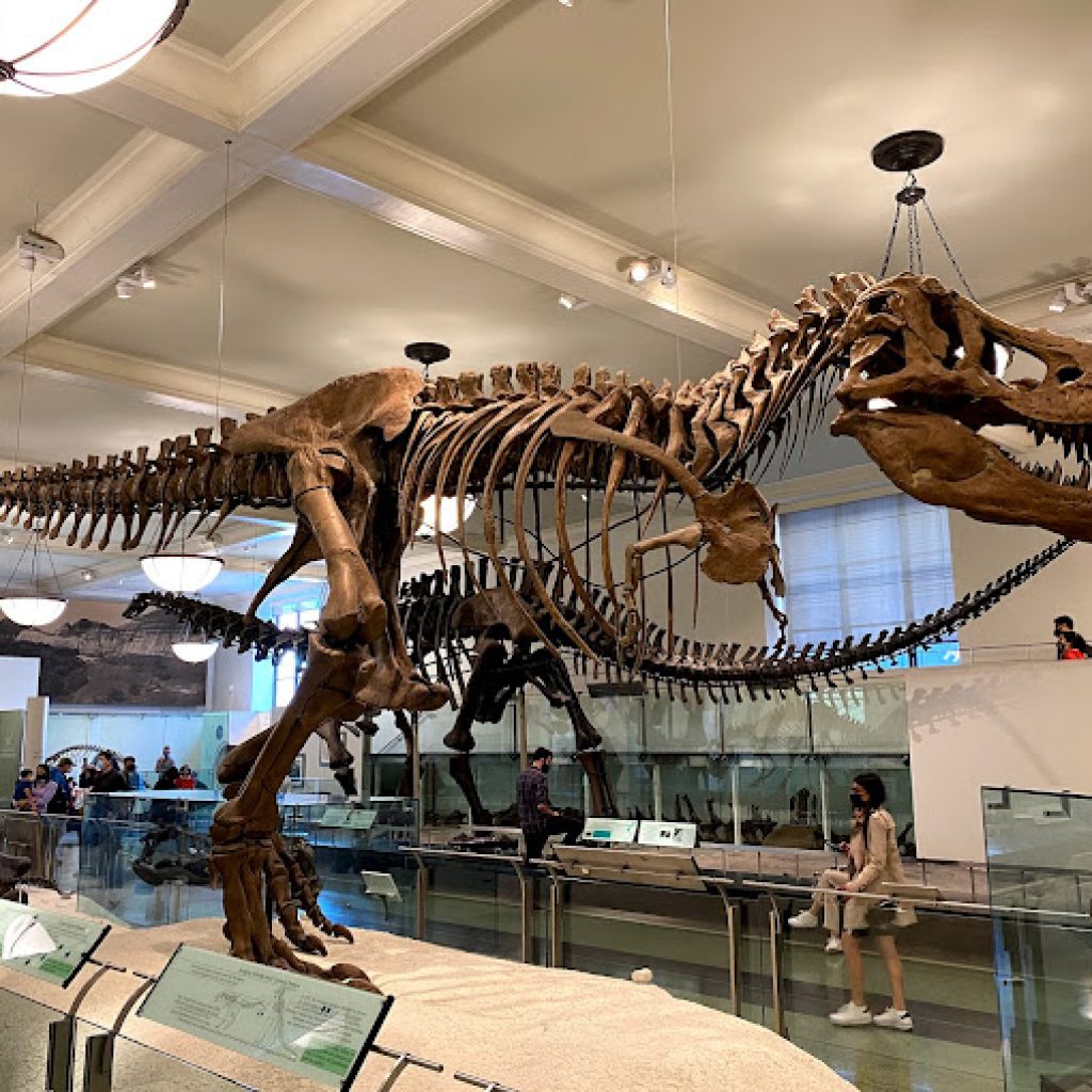 المتحف الأمريكي للتاريخ الطبيعي ٢