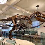 المتحف الأمريكي للتاريخ الطبيعي ٢