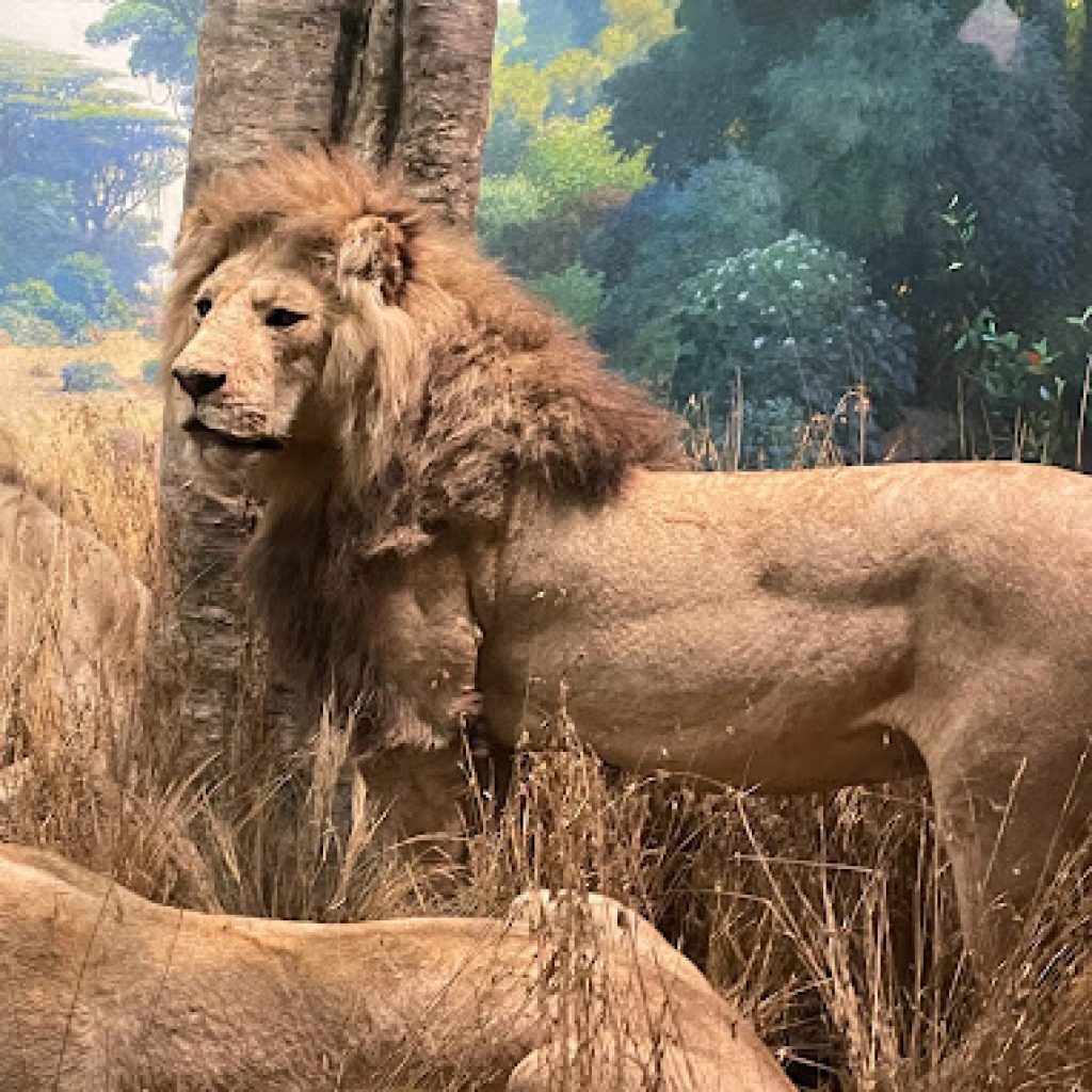 المتحف الأمريكي للتاريخ الطبيعي ٥