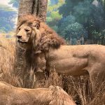 المتحف الأمريكي للتاريخ الطبيعي ٥