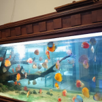 بالي ريف اكواريوم (1)