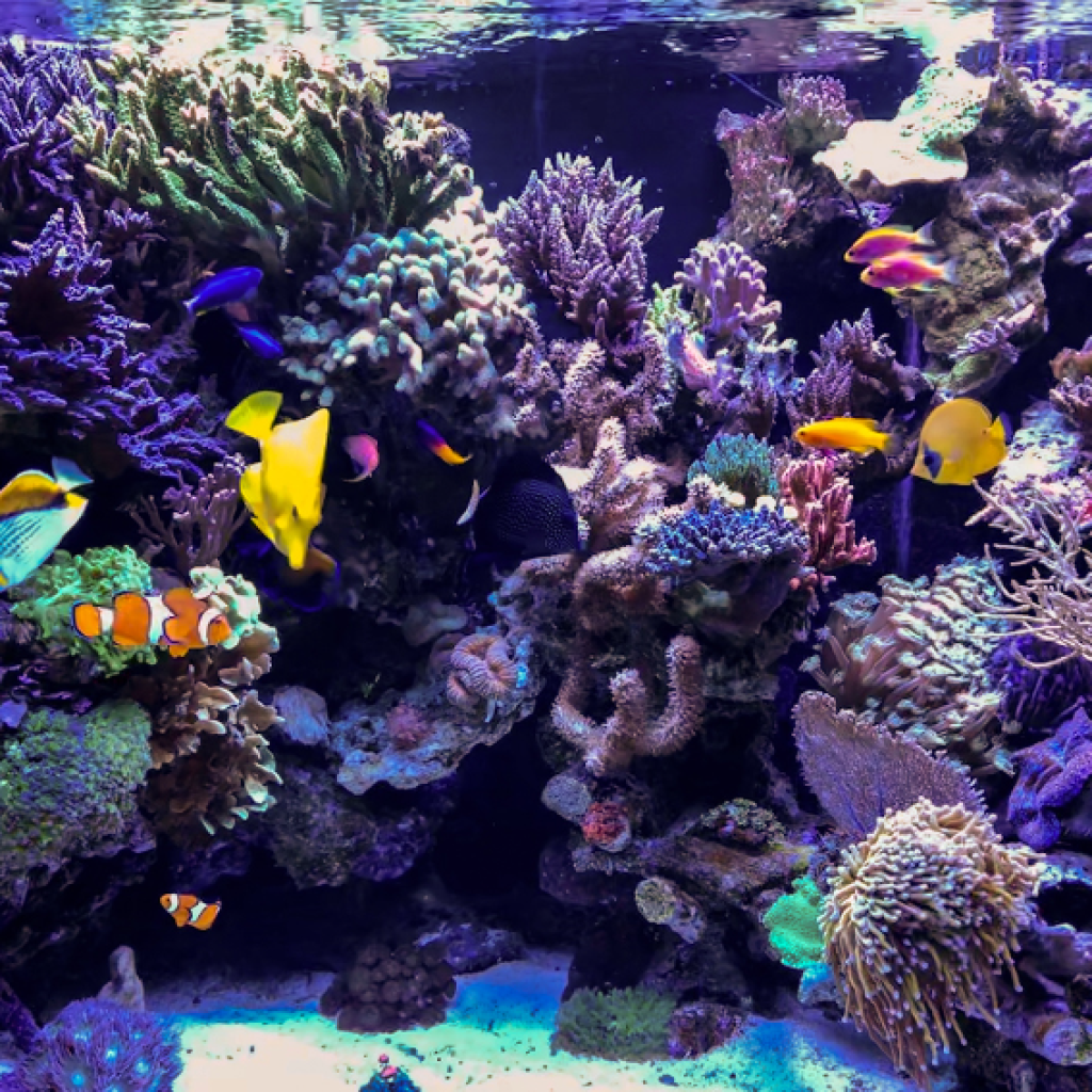 بالي ريف اكواريوم (3)