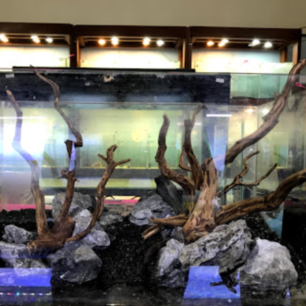 بالي ريف اكواريوم (4)