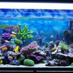 بالي ريف اكواريوم (5)