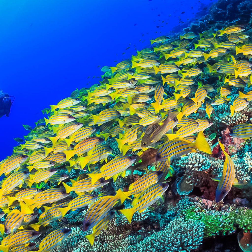 بانانا ريف المرجانية