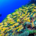 بانانا ريف المرجانية