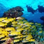 بانانا ريف المرجانية