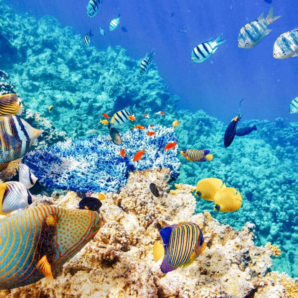 بانانا ريف المرجانية