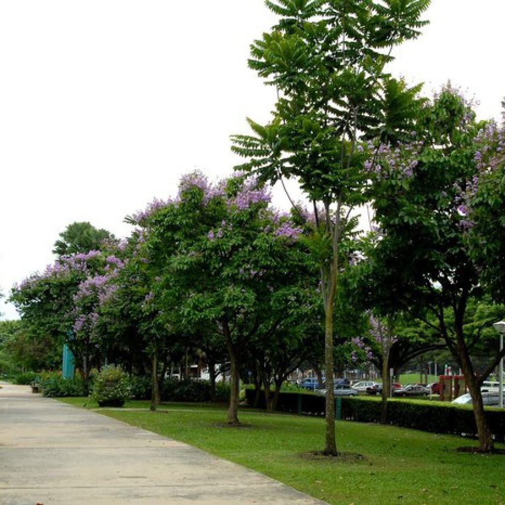 حديقة الساحل الغربي ١