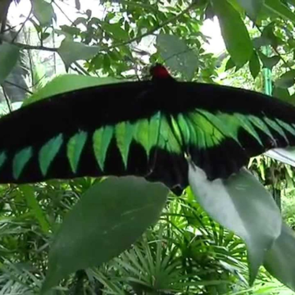 حديقة الفراشات في كوالالمبور