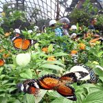حديقة الفراشات في كوالالمبور