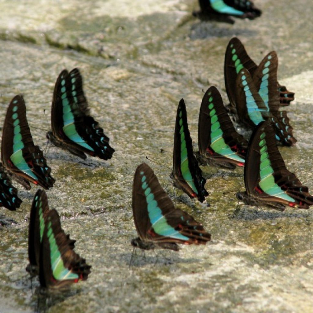 حديقة الفراشات في كوالالمبور