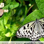 حديقة الفراشات في كوالالمبور