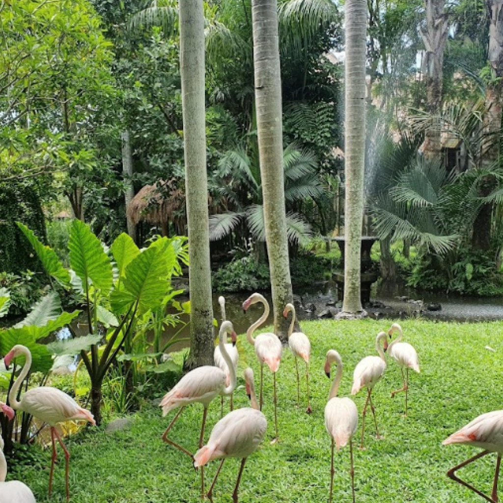 حديقة بالي للطيور