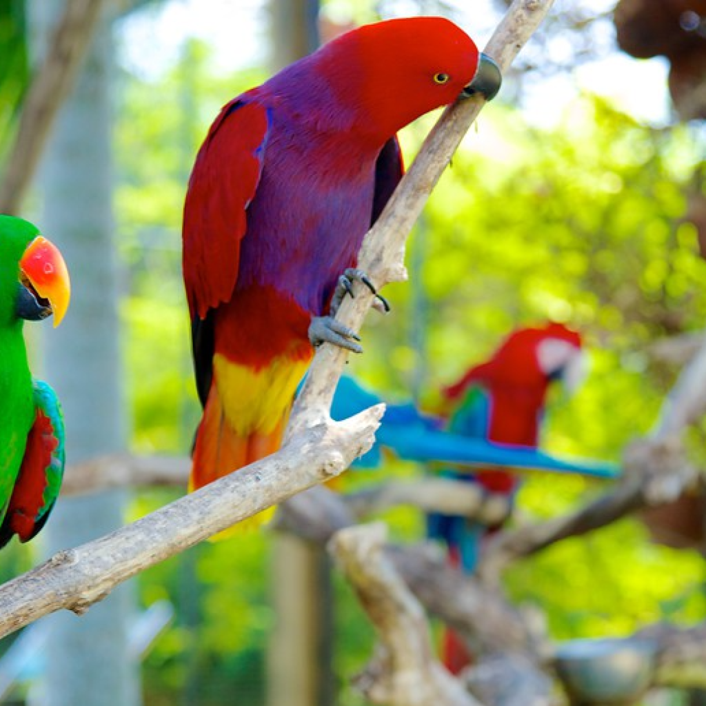 حديقة بالي للطيور (3)