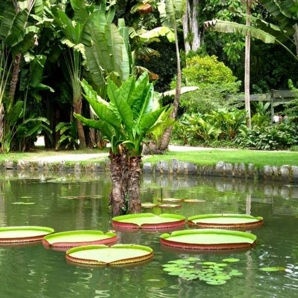 حديقة بالي للطيور (4)