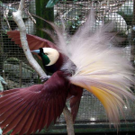 حديقة بالي للطيور (6)