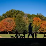 حديقة بروسبكت