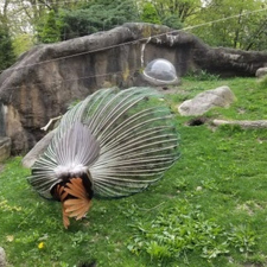 حديقة بروسبكت ٤