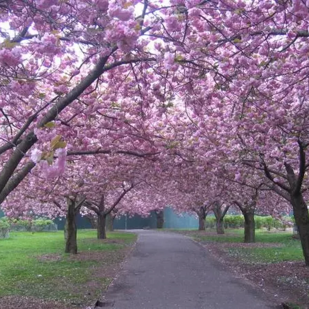 حديقة بروكلين النباتية