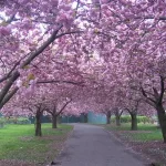 حديقة بروكلين النباتية