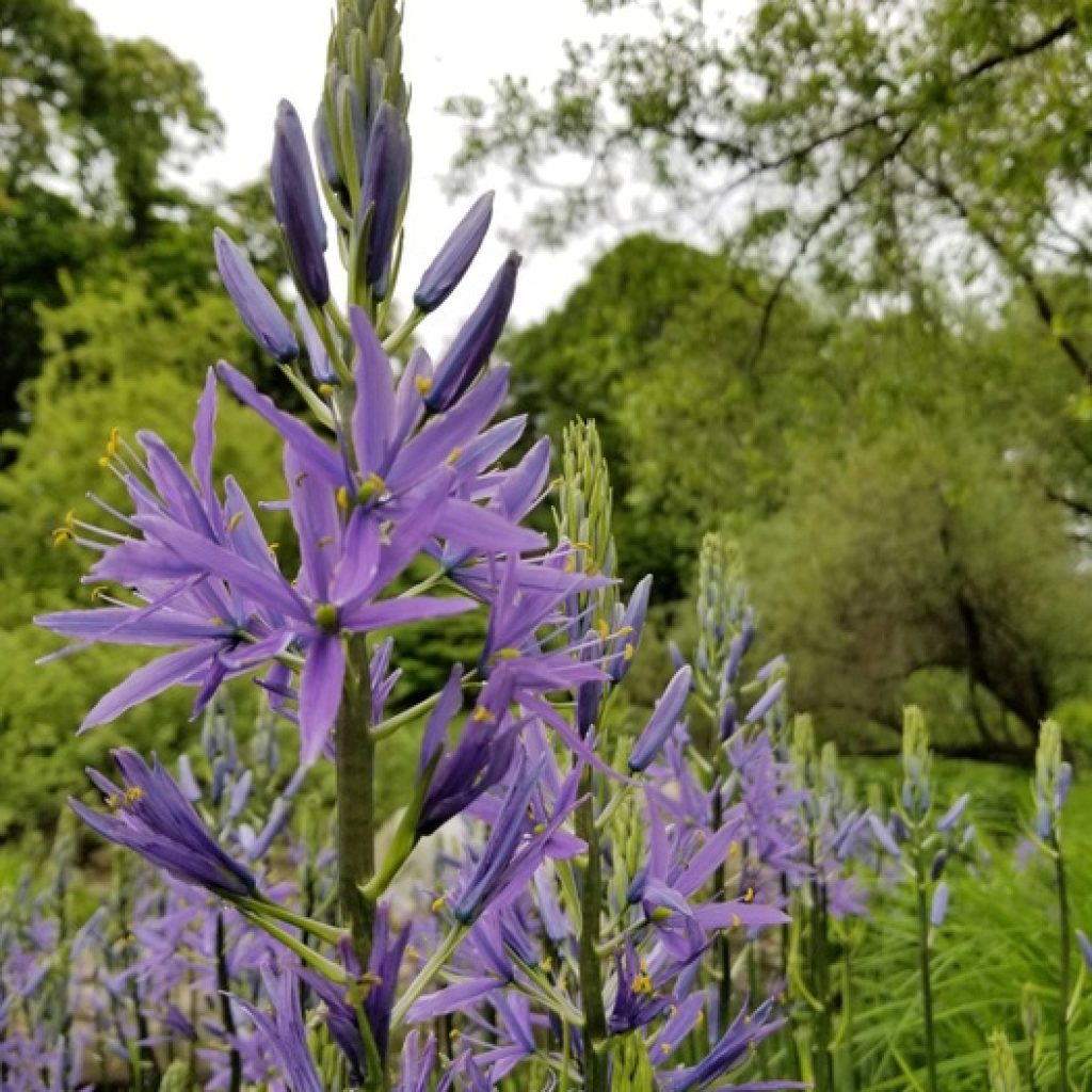 حديقة بروكلين النباتية ٣