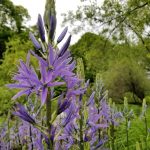 حديقة بروكلين النباتية ٣